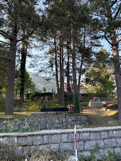 The image depicts a cemetery in Kopito, Montenegro, bathed in the warm light of late afternoon. Tall, mature pine trees dominate the foreground, their branches reaching towards the clear blue sky. The ground is covered in a mix of dry grass and scattered pine needles. Several gravestones and monuments are visible, some made of dark stone and others of concrete. A stone wall with weathered blocks runs along the middle ground, separating different sections of the cemetery. Beyond the wall, a traditional building with a red tile roof and stone accents is partially visible, nestled amongst greenery. In the background, a rugged, sun-drenched mountain range rises majestically. A white marker with red and black stripes stands near the bottom right of the frame. No people are present in the image.