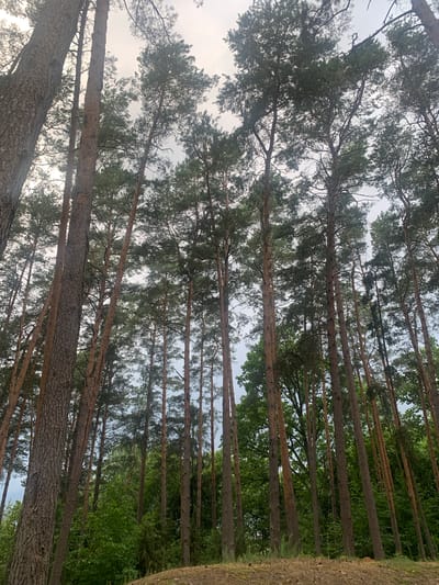 A low-angle, full shot captures a dense forest with tall, mature pine trees reaching towards a cloudy sky. The trees are a mix of light and dark brown, with rough bark textures visible. Some of the pines have lush green foliage at their tops, while others are more sparse. The ground is covered in dry pine needles and cones. The overall atmosphere is serene and natural. The location is in the Орлеўскі сельскі Савет, Belarus.