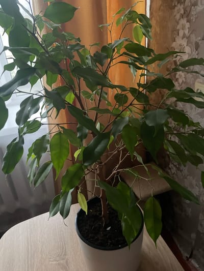 The image shows a potted ficus plant with green leaves and brown branches. The plant is in a white pot filled with dark soil. It is placed on a light-colored wooden table. In the background, there are orange curtains and a wallpaper with a floral pattern. The lighting suggests an indoor setting, likely during the daytime, given the natural light filtering through a window behind the curtains. There are no people or animals visible in the image. The location is identified as Dubrovka, Russia.