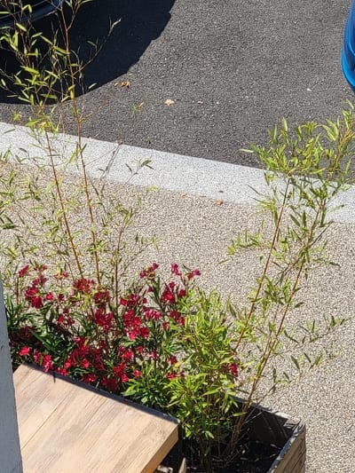 An overhead shot shows a planting bed filled with red flowering plants, interspersed with greenery and thin stalks, potentially bamboo. The planter box, made of wood with an angular design, sits next to a textured surface. Part of a vehicle is visible on the left, next to a gray paved area. The composition balances natural elements with man-made surfaces and objects.