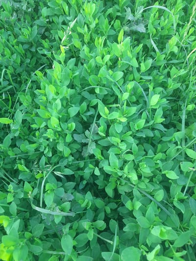 This is a close-up, top-down photograph of dense green foliage, likely a ground cover or low-growing shrub, interspersed with blades of grass. The leaves are small, oval-shaped, and a vibrant shade of green, with some appearing slightly lighter or yellowish, suggesting new growth or areas catching more light. The texture of the leaves is smooth, and they are packed closely together, creating a lush, carpet-like appearance. Thin, wispy blades of grass weave through the leaves, adding a contrasting element in terms of shape and texture. In the upper right quadrant of the image, a small dark insect is visible resting on one of the leaves. The lighting appears to be natural and diffused, possibly indicating an overcast day or shaded area, as there are no harsh shadows. The overall impression is one of natural growth and abundance. The setting is likely an outdoor environment, possibly a field, garden, or meadow, in Kliushnykivka, Ukraine. There is no text visible in the image.
