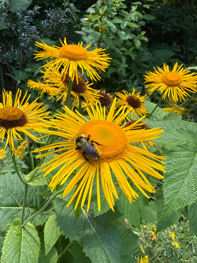 A high-angle, eye-level shot captures a close-up of several bright yellow flowers in bloom. A bumblebee is prominently featured on the largest flower, positioned in the lower center of the frame. The bee is actively engaged with the flower's center, which is a dark brown disc surrounded by thin, spiky yellow petals. The flowers have a daisy-like appearance but with much longer, finer petals. The background is lush and green, with dark foliage and hints of smaller plants and leaves creating a natural, garden-like setting. There are no people or man-made structures visible in the image. The scene appears to be a natural outdoor environment, possibly a garden or wild area, consistent with the location of Залесье Снт, Russia.