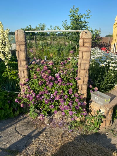 In Vasylkiv, Ukraine, a garden scene unfolds under a clear blue sky. Two stone pillars, appearing to be made of stacked, roughly hewn blocks, frame a climbing plant with numerous purple flowers, possibly clematis, that has grown around them and is supported by a white metal bar. To the left, a tall plant with white, bell-shaped flowers stands, and to the right, a dense bed of white daisies is visible. The foreground consists of a paved area with some dry grass and fallen flower petals. A small, clear plastic container with a green handle sits on a stone surface to the right of the pillars. The environment suggests a well-tended outdoor space, likely a backyard or garden.