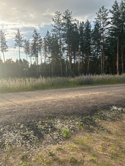 A low-angle, wide shot captures a gravel road in Mokhovatka, Russia, under a cloudy sky. The road, composed of dark grey and white gravel, dominates the foreground and stretches towards the horizon. A strip of tall, purple wildflowers lines the edge of the road, bordering a dense forest of slender pine trees. The trees are dark green with brown trunks, some of them thin and close together, creating a dense wall of foliage. The sun, partially obscured by clouds, casts a warm glow, illuminating the scene and creating a slightly hazy atmosphere with small white specks, likely dust or pollen, visible in the air. The ground on the far right of the image transitions from gravel to sandy soil with sparse green vegetation. The image appears to be taken in the late afternoon or early evening due to the low angle of the sun and the warm light.