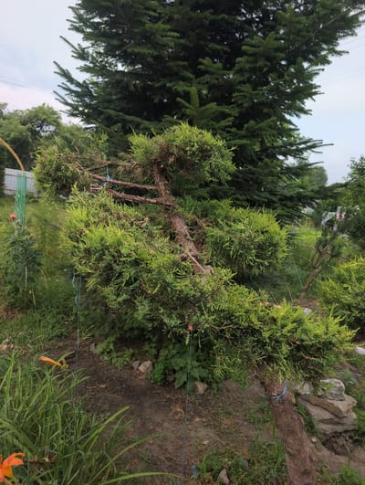 In Perliavka, Ukraine, a cultivated coniferous tree, possibly a juniper, is angled to the right. Its bark is rough and brown, and its branches are pruned to create rounded sections of green foliage. Blue string is tied around the trunk and some of the branches. Behind it, a larger, darker coniferous tree stands tall. The ground is a mix of dirt, scattered small stones, and green grass. To the left, a slender orange lily bud is visible amongst long green grass. A pale green metal fence and a hint of a distant building can be seen in the background. The sky is overcast.
