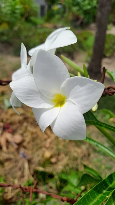 A close-up photograph captures a white plumeria flower in bloom, its petals unfurling around a vibrant yellow center. The flower is positioned in the foreground, with its delicate structure sharply in focus. In the background, the scene is blurred, suggesting a shallow depth of field. Hints of green foliage and a tree trunk are visible, along with the presence of rusty barbed wire adding a rustic, perhaps wild, element to the environment. The overall impression is one of natural beauty set against a slightly untamed backdrop. The image is tagged with "Lhokweawe, Indonesia," implying that the plumeria flower was photographed in this specific location.