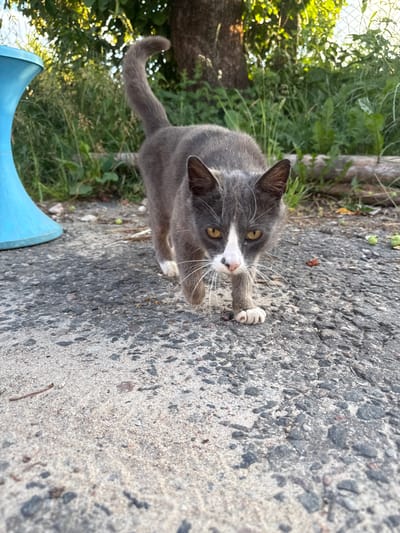 This media file features a medium-sized gray and white cat in an outdoor setting. The cat is positioned on an asphalt surface, with its body angled towards the camera. It has yellow eyes and is looking upwards, with its front paws extended. One paw has a visible white marking. The background consists of green foliage and a wooden structure, suggesting a rural or garden environment. A bright blue object, possibly a part of a feeder or toy, is visible in the lower left corner. The lighting indicates it is daytime, likely with sunlight filtering through the leaves, creating dappled light and shadow. The overall impression is of a curious and alert domestic animal in its natural habitat. The provided location context of Азгінавіцкі сельскі Савет, Belarus, further anchors the scene to a specific rural area. No text is visible in the image.