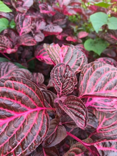 A close-up shot reveals a vibrant cluster of Iresine herbstii, commonly known as bloodleaf plants. The leaves exhibit a striking contrast between their dark, almost black, surfaces and the vivid pink veins that course through them. The texture appears slightly glossy, perhaps due to moisture. A few green leaves of a different plant are seen in the background, providing a muted contrast to the predominant red and dark tones.