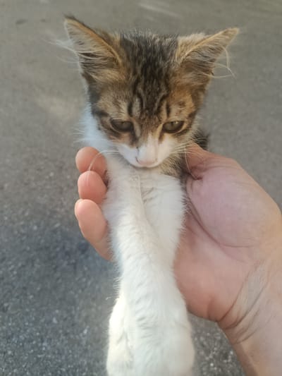A close-up shot shows a person's hand holding a small, brown and white kitten. The kitten is looking down with its eyes partially closed, and its paw is resting on the person's fingers. The kitten's fur is fluffy and white on its chest and paw, contrasting with its tabby-patterned head and back. The background is a rough, grey surface, possibly asphalt or concrete, suggesting an outdoor setting. The lighting indicates it is daytime, with sunlight casting shadows on the kitten's face and fur. The overall mood is gentle and affectionate, highlighting the interaction between the human and the animal. The image appears to be taken in Sumgayit, Azerbaijan. There is no visible text in the image.