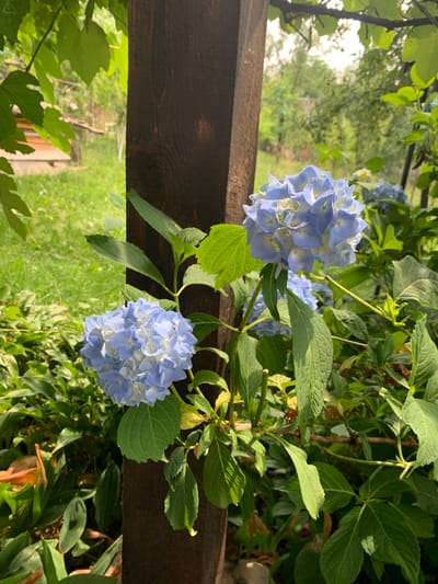 The image shows a close-up of blue hydrangeas in a garden setting. The flowers are in full bloom, with clusters of delicate blue petals. They are surrounded by lush green leaves. A dark wooden beam runs horizontally across the image, with some of the hydrangeas growing in front of it. In the background, the scene is blurred, but it appears to be a sunny day with trees and greenery. The overall impression is one of natural beauty and tranquility. The image was taken in Vyshovatyi, Ukraine. There is no text visible in the image.