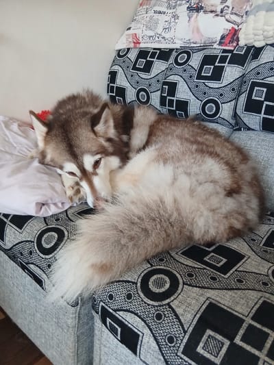 A husky dog is curled up asleep on a patterned sofa. The dog's head is resting on a light pink pillow, and its front paw is tucked under its chin. The dog's fur is a mix of brown and white, and its tail is fluffy and curled around its body. The sofa has a geometric black and white pattern. The scene is indoors.