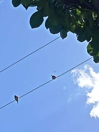 The image shows a clear blue sky in Stavchyntsi, Ukraine, with two small birds perched on a thin wire. The wire is taut and runs diagonally across the frame from the bottom left to the middle right. The birds appear to be sparrows, with dark plumage. The bird on the left is facing left, while the bird on the right is facing right. The upper part of the image is partially obscured by dark green leaves, which appear to be from a tree overhead. A few white clouds are visible in the sky, particularly towards the right side of the frame. The perspective is looking upwards towards the sky.
