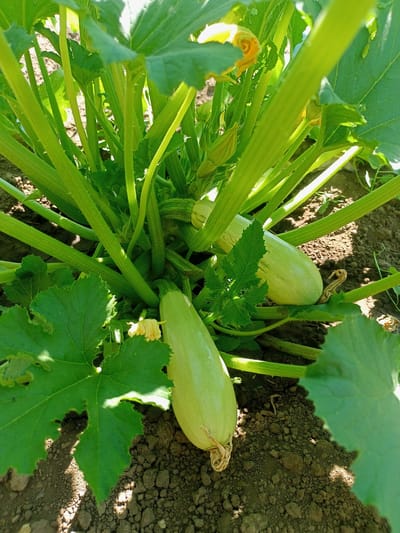 A close-up, eye-level shot captures a zucchini plant growing in dark soil, bathed in bright, natural sunlight. The zucchini fruits, pale green and elongated, are the main subjects. Three are clearly visible, with one prominent in the foreground, its stem still attached. Smaller, developing fruits and a yellow zucchini blossom are also present amongst the plant's lush, green foliage. The plant's thick, ribbed stems and broad leaves fill most of the frame, creating a dense, organic texture. The background is a mix of soil and foliage, with dappled sunlight suggesting it is either morning or late afternoon. The overall scene is one of natural growth and abundance in a garden setting, likely in Salhany, Ukraine. No text is visible.