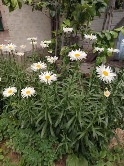 The image depicts a cluster of white daisies with yellow centers, densely packed and growing in a garden setting. The flowers are in full bloom, with many visible petals and clear, defined centers. They are supported by tall, green stems and surrounded by lush green foliage. In the background, a weathered brick wall is partially visible, suggesting an outdoor urban or suburban environment. A tree trunk and branches are also present, with green leaves overhead. The ground is covered with soil and some smaller green plants. This scene is located in the city of Navbahor, Uzbekistan.