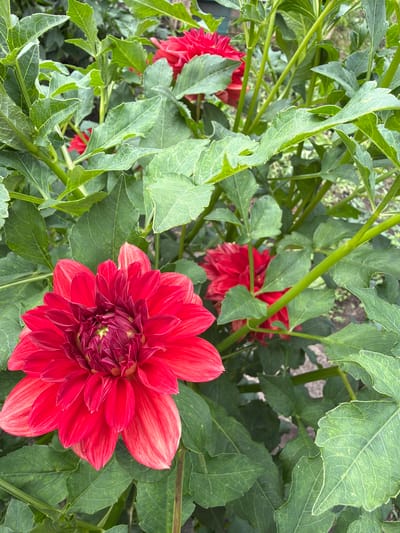 A close-up shot of red dahlias in bloom, set against a backdrop of lush green foliage. The flowers, with their intricate, layered petals, are the focal point of the image. The scene appears to be in a garden, possibly in the city of Altayskiye Zori, Russia, given the context provided. The lighting suggests it might be an overcast day, as there are no harsh shadows. The image is a still life, capturing the beauty of nature in its full bloom.