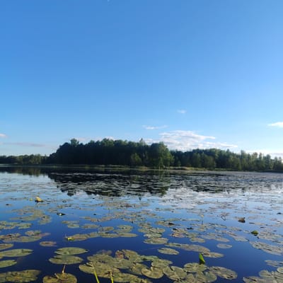 The image depicts a tranquil lake filled with lily pads, under a clear blue sky. In the distance, a dense forest lines the shore. The water is dark and reflects the sky and trees. The scene is likely located near Vecslabada, Latvia, given the natural landscape. There are no people or animals visible in the image. The overall impression is one of natural beauty and serenity.