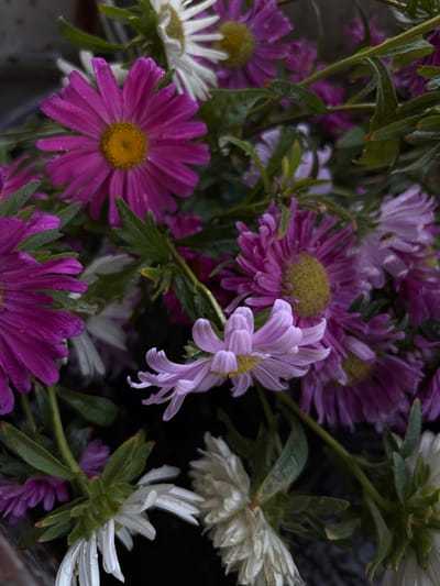 This image depicts a dense cluster of aster-type flowers, viewed from a slightly elevated perspective. The bouquet comprises multiple blooms in varying shades of magenta, purple, and white/cream, each featuring slender petals radiating from a prominent yellow central disc. Numerous small, clear water droplets are visible on the petals and associated green foliage, indicating recent precipitation or watering. The flowers are arranged closely together, some facing upwards, others angled or inverted, against a dark, indistinct background. A subtle dark, textured surface, possibly the rim of a container, is visible along the bottom edge. No people or artificial objects are present. The scene is located in Griboyedov, Armenia.