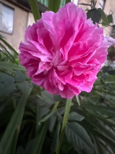 A close-up, outdoor, eye-level shot captures a vibrant pink rose in full bloom. The rose is the primary subject, with its densely packed petals filling most of the frame. The background is blurred, showing hints of greenery from foliage and a portion of a light-colored building with a window on the left side. The overall impression is that of a flower in a garden or yard setting. The specific location within the city of Гожули, Ukraine, is not discernible from the visual information present in the image.