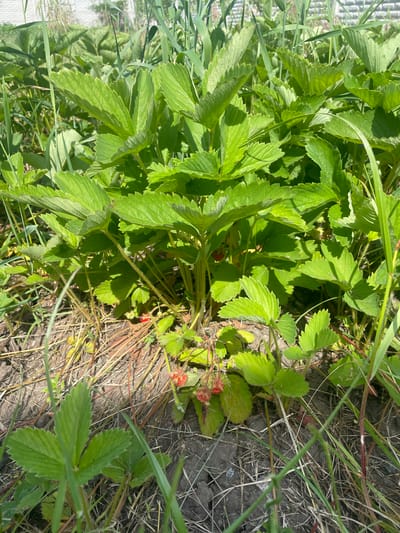 This image, captured in Petrivka, Ukraine, depicts a close-up, ground-level view of a cluster of wild strawberry plants (Fragaria vesca or similar species) under bright sunlight. The plants feature numerous vibrant green, serrated, trifoliate leaves, some partially overlapping and casting shadows. Several small, red to pinkish-red, conical fruits are visible near the base of the plants, partially concealed by foliage and appearing to be in various stages of ripening. The ground consists of dark, somewhat dry, and cracked soil, interspersed with dry straw or grass remnants and individual blades of green grass or weeds. The background is softly blurred, showing taller green vegetation and indistinct light-colored structures. No people, animals, or specific actions are present.