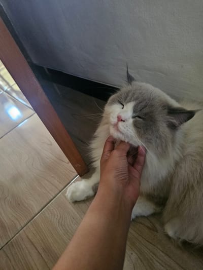 A hand is stroking the chin of a fluffy cat that is lying on a light-colored tiled floor. The cat has grey and white fur, closed eyes, and appears to be enjoying the attention. A wooden table leg is visible to the left of the cat. The background is a plain, grey wall. The scene suggests a domestic setting. There is no information in the image to indicate the specific location within Sidorejo, Indonesia.