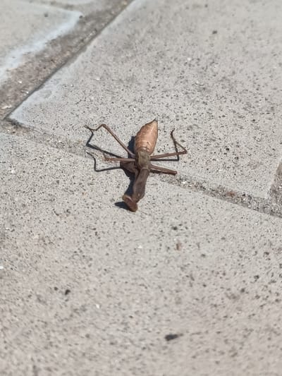 A praying mantis is lying on its back on a concrete sidewalk in Zatoka, Ukraine. The insect is a light brown color and its legs are splayed out to the sides. The sidewalk is made of light gray concrete and appears to be dry. The image is taken from a high angle, looking down at the mantis.