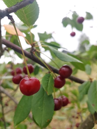 A close-up, shallow depth-of-field photograph captures a cluster of ripe, deep red cherries hanging from a tree branch. The cherries are smooth and plump, with a few glistening droplets of water on their surfaces, suggesting recent rain or dew. One cherry in the foreground is sharply in focus, its stem extending upwards towards the branch. Several other cherries are visible, some in focus and others blurred in the background, along with green leaves. The branch is dark brown and rough-textured, with smaller twigs and buds. The background is a soft, hazy green and brown, indicative of an outdoor, natural environment, possibly a garden or orchard. The lighting is diffused, suggesting an overcast sky. The image's composition focuses on the vibrant color and texture of the fruit.
