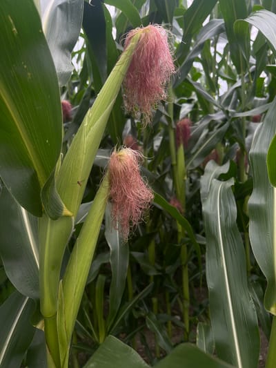 The image shows a close-up view of a cornfield in Moosburg, Germany. Two young corn ears are prominently featured in the foreground, their silk tassels displaying a vibrant pinkish-red hue. The stalks and large green leaves of the corn plants fill the frame, creating a dense, verdant backdrop. In the mid-ground, other corn ears with similar pink silk are visible, suggesting the field is in a stage of development. The overall impression is one of a lush, agricultural landscape, likely a farm or field on the outskirts of Moosburg. No people are present in the image.