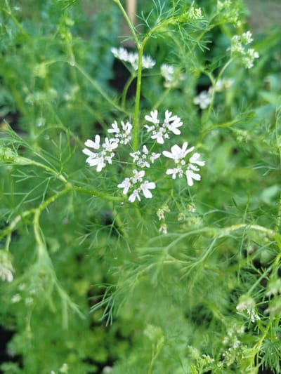 A close-up, outdoor, eye-level shot focuses on a cluster of small, white coriander flowers blooming amidst lush green foliage. The flowers are delicate, with five petals each and are arranged in small umbels. The background is a soft blur of green, indicating a garden or natural setting. The lighting is natural, suggesting daytime. No people or animals are visible. The image quality is good, with a shallow depth of field emphasizing the flowers. The scene is located in Баравухскі сельскі Савет, Belarus.