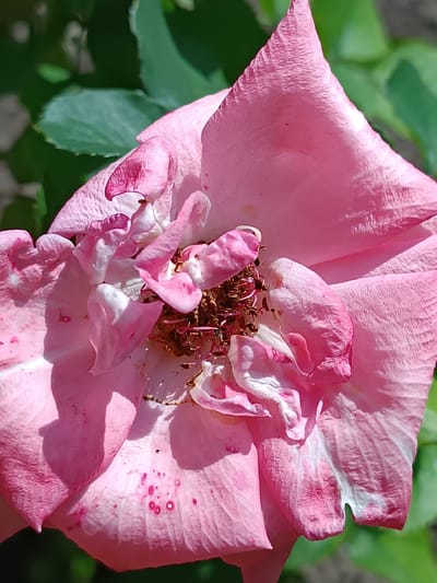 The image shows a close-up, overhead view of a wilting pink rose. The petals are beginning to curl and brown at the edges, and the center of the flower is composed of dried, dark brown stamens and pistils. There are small, irregular pink spots scattered on some of the petals, as well as some white discoloration. The rose is set against a blurred background of green leaves, suggesting it is outdoors in a garden. The lighting indicates a sunny day, casting shadows on the petals. The location is identified as Elizaveta, Moldova.