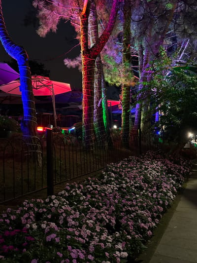 The image captures a nighttime scene in Xuan Huong Lake, Da Lat, Vietnam, where trees lining a pathway are illuminated with vibrant, colorful lights. The trees, wrapped in what appears to be string lights, display hues of blue, red, green, and purple, creating a surreal and festive atmosphere. In the background, outdoor seating areas with umbrellas are visible, suggesting a cafe or restaurant setting. A low, black metal fence separates the flower-filled embankment from the illuminated trees and seating area. The foreground is dominated by a dense bed of pink and white flowers, creating a striking contrast with the artificial lighting on the trees. A paved pathway runs alongside the flower bed, leading into the distance. The overall impression is one of a beautifully decorated public space at night.