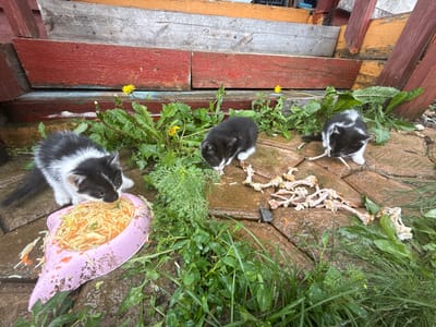 Three black and white kittens are eating from a pink bowl of food, surrounded by grass and weeds, with a pile of discarded chicken bones nearby. The scene appears to be outdoors, possibly in a yard, with wooden planks and steps in the background. The ground is wet, suggesting recent rain. There is no indication of the specific location within Tuishevo, Russia, in the image.