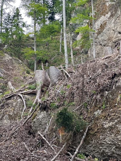 The image depicts a steep, wooded hillside in Kufstein, Austria, characterized by fallen trees and debris. Two large tree stumps are prominently featured in the foreground, with their gnarled roots exposed. The ground is covered in a thick layer of dry leaves, branches, and exposed rocks, indicating a recent landslide or significant deforestation. Several tall, slender trees with green foliage are growing on the slope, interspersed with the debris. A sheer rock face with mossy patches is visible on the right side of the image. The overall impression is one of natural disturbance and regeneration.