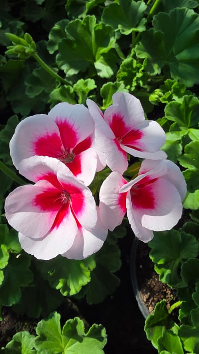 The image shows a cluster of four white geranium flowers with bright pink centers. The flowers are surrounded by green geranium leaves with scalloped edges. The background is partially filled with more leaves and a glimpse of soil in a pot. The image's location is not indicated. No people, actions, or interactions are visible.
