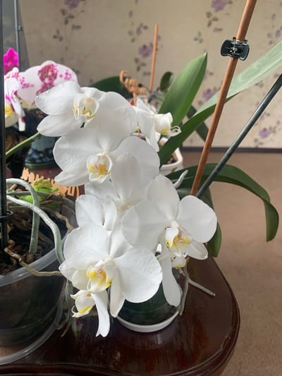 A close-up shot shows several white orchid flowers with yellow centers, set against a blurred background. The orchids are in bloom, with delicate petals and prominent stamen. One orchid stem is supported by a wooden stake, secured by a small black clip. In the background, a wall with a floral wallpaper pattern is visible. The orchids are placed on a dark, polished wooden surface, possibly a table. To the left, parts of other potted plants, including roots and leaves, are visible. The overall scene suggests an indoor setting, likely a home or a greenhouse. The location is specified as Kavalerovo, Russia.