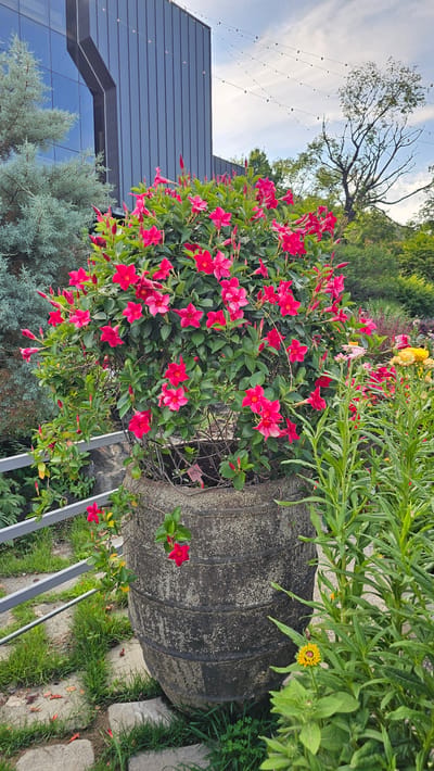 In Cheonan-si, South Korea, a large, weathered ceramic pot overflows with vibrant pink Dipladenia flowers. The pot sits on a stone and grass pathway, bordered by a metal railing. Behind the planter, a modern building with dark siding and reflective windows rises. The sky above is a soft blue with scattered clouds, and string lights are visible overhead. To the right of the pot, other green foliage and yellow flowers add to the garden scene. The overall impression is a blend of natural beauty and contemporary architecture.