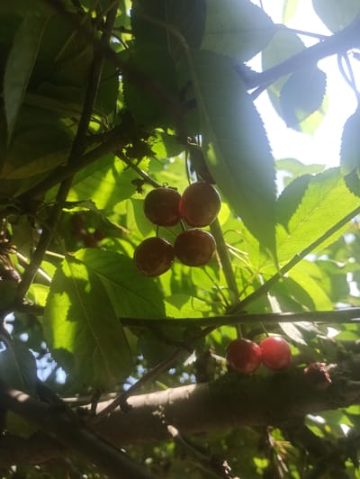A cluster of ripe, dark red cherries hangs from a tree branch, surrounded by vibrant green leaves bathed in sunlight. The natural light creates dappled shadows on the foliage. The image appears to be taken outdoors, likely in a garden or orchard, in Moldoveanca, Moldova, given the context. No people or specific actions are depicted. The focus is on the fruit and the surrounding vegetation.