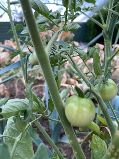 A close-up, low-angle shot focuses on several green, unripe tomatoes growing on a tomato plant. The plant's fuzzy green stems and leaves are prominent, with some leaves curling. The tomatoes, in various stages of development, are round and smooth. In the background, out-of-focus elements suggest an outdoor garden setting with a dark fence and brown mulch. The lighting is soft, indicating an overcast or early morning/late evening scene. No people are visible in the image. The scene is consistent with a garden in Courpière, France.