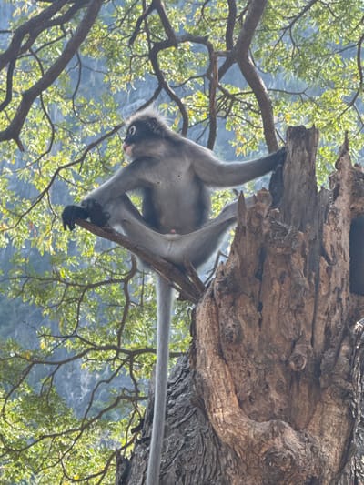 A Dusky Langur monkey hangs upside down in a tree. It grips a small branch with its feet and one hand, while holding onto a larger branch with the other. The monkey's gray fur contrasts with the surrounding green leaves and the rough bark of the tree. Mountains and a blue sky are visible in the background, adding depth to the scene.