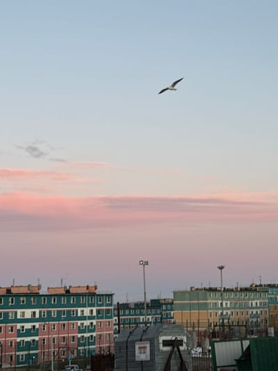 A vertical, low-angle shot captures a seagull in flight against a pastel sky with streaks of pink and orange. Below the bird, a row of residential buildings stretches across the frame. These are multi-story structures with a patchwork of colors, featuring facades of teal, pink, and light brown, punctuated by numerous windows. Some buildings appear to be under construction or undergoing renovation, with visible scaffolding and building materials. Streetlights with multiple lamps stand prominently in front of the buildings. The scene suggests an urban or semi-urban environment. The colors in the sky indicate it may be dawn or dusk, with overcast conditions. The overall mood is somewhat serene, with the lone bird adding a touch of natural dynamism to the static architecture. No visible text is present in the image.