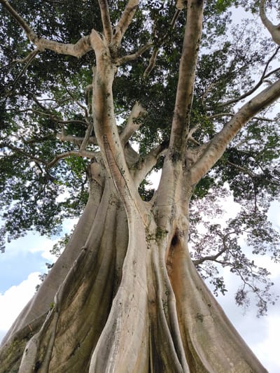 A low-angle shot of a large tree in Tua, Indonesia. The tree has a massive, light gray trunk that splits into multiple thick branches. Green foliage is visible in the upper part of the frame, intermingled with smaller branches. The sky is visible through the leaves, showing patches of light blue and white clouds. The tree's bark has a textured, ridged appearance.