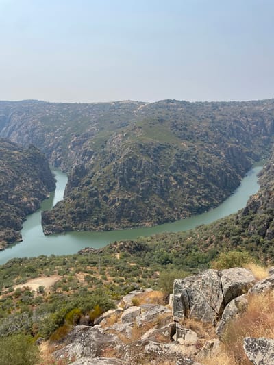 This image presents a panoramic, high-angle view of the Douro River carving through a deep gorge near Miranda do Douro, Portugal, under a clear, hazy sky. The prominent feature is the wide, greenish-blue river, which forms a significant S-bend or double meander, occupying the mid-ground. The river is flanked by steep, rugged rock faces and slopes heavily vegetated with dense, dark green scrub, bushes, and scattered trees. The rock formations exhibit shades of grey and brown. In the foreground, large, weathered grey boulders and dry, golden-brown grass and scrub vegetation are visible, indicating the elevated vantage point from which the photograph was taken. No individuals, animals, or prominent man-made structures are discernible within the frame, beyond a very subtle, vertical dark line in the lower middle ground that may suggest a distant power line pylon partially obscured by foliage. The overall environment appears arid and rugged, characteristic of a river canyon landscape.