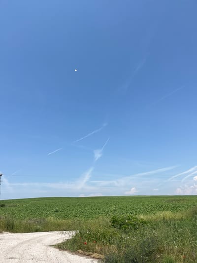 This image depicts a rural landscape near Zetiovo, Bulgaria, under a clear, bright blue sky. Multiple white contrails from high-altitude aircraft are visible across the sky, with several intersecting paths. A small, irregularly shaped bright white object, possibly a distant cloud or airborne entity, is present in the upper left quadrant. Horizontal power lines traverse the lower portion of the sky, originating from a utility pole partially visible on the far left. The mid-ground features a vast, verdant field of densely planted green crops, consistent with young sunflowers, extending to a relatively flat horizon line. The foreground contains a light-colored dirt road or path curving from the lower left towards the center of the frame. Abundant green vegetation, including tall grasses and various wildflowers, borders the road. Several distinct red flowers, consistent with poppies, are discernible within the foreground foliage on the right side of the path. No individuals or specific actions are depicted within the frame.
