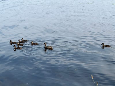 A flock of nine ducks, including adult ducks and ducklings, are swimming in calm, rippling blue water. The ducks are spread out, with a majority clustered together on the left side of the frame and two ducks further to the right. The water surface is reflective, showing the sky. In the lower right corner, a single blade of grass with seed heads emerges from the water. The scene appears to be a natural body of water, possibly a lake or river, with no artificial structures visible. The image is captured from a slightly elevated perspective.