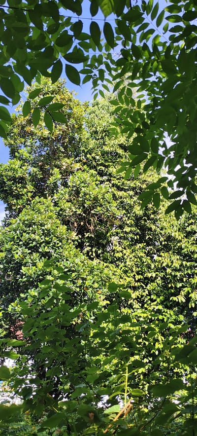 The image shows a close-up, low-angle view of lush green foliage against a bright blue sky. The foreground is dominated by the dark green leaves of a plant, possibly a vine or a shrub, with some of its branches and leaves casting shadows. Behind this, a large, mature tree with dense green foliage is visible. Sunlight filters through the leaves, creating a dappled effect. The background reveals hints of a building and more greenery, suggesting an outdoor, possibly residential or park-like, environment. The scene is likely located in Jijiem, Indonesia, a region known for its tropical climate and abundant vegetation. There are no people or animals depicted in the image. The overall impression is one of natural beauty and the vibrancy of plant life.