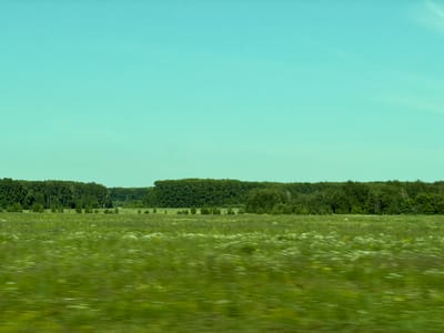 An expansive, horizontally oriented, medium-shot photograph captures a panoramic view of a rural landscape under a clear, pale blue sky. The image is divided into three distinct horizontal bands. The uppermost section is dominated by the sky, a gradient of light cyan transitioning to a very pale yellow near the horizon. Below the sky lies a dark green band of dense forest that stretches across the entire width of the image, forming a solid, unbroken treeline. This forest appears to be of mixed deciduous and coniferous trees. In front of the forest, a field of green grass extends towards the viewer. This field is dotted with numerous small, white wildflowers, creating a textured pattern of green and white. The motion blur in the foreground suggests the photograph was taken from a moving vehicle. The scene depicts a natural environment, likely in a rural area outside of Cherepanovo, Russia, characterized by open fields and dense woodlands under a serene sky. There are no people or man-made structures visible in the frame.