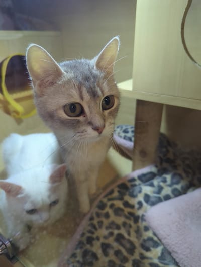 Two cats are visible in the image. The cat in the foreground is a tabby with gray and brown markings and large, expressive eyes. Its head is turned slightly to the right, and its whiskers are prominent. Behind it, to the left, a white cat with blue eyes is lying down. The cats are in an indoor environment, possibly a pet habitat, with wooden structures and soft bedding, including a leopard-print blanket and a pink blanket. A yellow tunnel-like object is partially visible in the background. The image does not provide any information about the city of Xishan District, China.