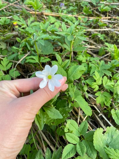 The image depicts a hand holding a small, white flower with a yellow center. The background consists of green foliage, including various types of leaves and some dry plant stalks. The location is reported as Баклуши, Russia, but this cannot be independently verified from the image.