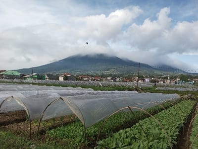 The image depicts an agricultural field transitioning into a town, set against a mountainous backdrop in Salai Har Htan, Myanmar. In the foreground, multiple parallel rows of cultivated crops are visible. The left side of the field features numerous low, arched structures covered with translucent plastic sheeting, acting as protective crop tunnels. To the right, rows of dense, green leafy plants are uncovered. The soil is dark brown.

The midground reveals a cluster of residential and commercial buildings characteristic of Salai Har Htan, Myanmar, exhibiting various roof colors including green, red, grey, and light blue. Utility poles with multiple overhead power or communication lines span horizontally across this area. A single, small, distant human figure is discernible standing near the interface between the cultivated fields and the town structures on the right.

The background is dominated by a large, verdant, forested mountain, its upper slopes and peak partially obscured by a blanket of white and grey cumulus clouds. The sky above is partially cloudy with patches of blue visible. A small, dark, unidentified airborne object is located in the upper-central portion of the frame, positioned against the cloudy mountain.
