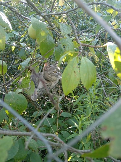 A gray tabby cat is perched on a tree branch, surrounded by green leaves and small yellow fruits. The cat is looking to the right with its ears perked and its tail curled. The scene appears to be in a natural outdoor setting, likely a garden or orchard, possibly in the village of Zhgunski Sel'ski Savet, Belarus, given the context. The lighting suggests it is daytime, with sunlight filtering through the foliage.