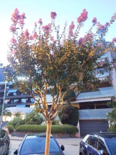This image, taken in Muralto, Switzerland, depicts a street scene with a focus on a flowering tree. The tree, with its green leaves and clusters of pink blossoms, is prominently positioned in the foreground. Behind the tree, a multi-story building with balconies and awnings is visible. Two cars are parked on the street, one dark-colored on the left and a dark blue vehicle on the right, the latter with its rear portion clearly visible. The sky above is a pale blue, indicating daylight. The lighting suggests it might be late afternoon or early morning, casting warm tones on the tree. The overall impression is a calm urban environment, possibly residential, with a touch of nature provided by the blooming tree.